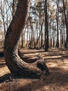 <img src="Krzywy_las_twovelers.jpg" alt="poland mystery crooked forest">